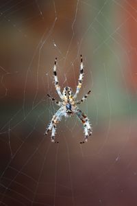 Preview wallpaper spider, web, macro, close-up