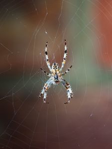 Preview wallpaper spider, web, macro, close-up