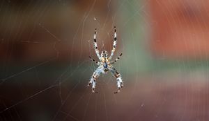 Preview wallpaper spider, web, macro, close-up