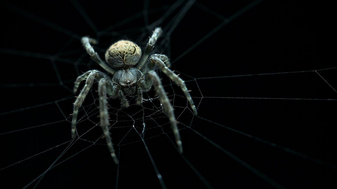 Wallpaper spider, web, macro, dark