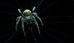 Preview wallpaper spider, web, macro, dark