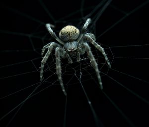 Preview wallpaper spider, web, macro, dark