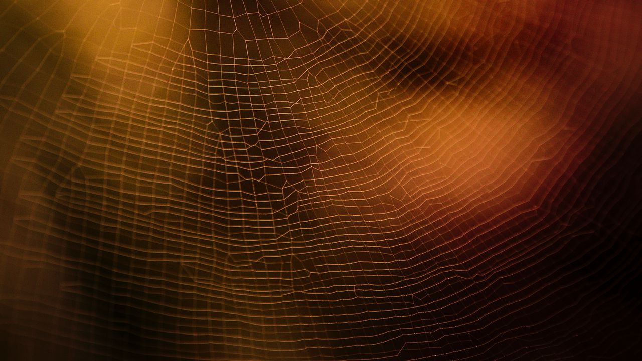 Wallpaper spider web, macro, blur