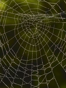 Preview wallpaper spider web, macro, drops, wet