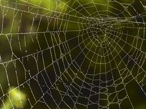 Preview wallpaper spider web, macro, drops, wet