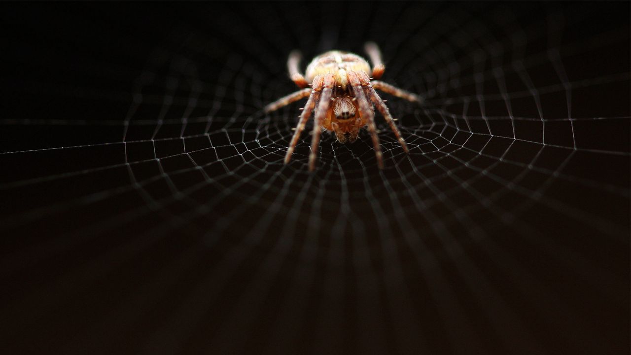 Wallpaper spider, web, net, weave, crawl, dark