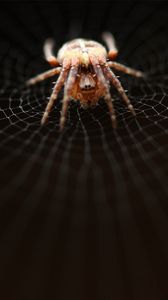 Preview wallpaper spider, web, net, weave, crawl, dark