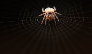 Preview wallpaper spider, web, net, weave, crawl, dark