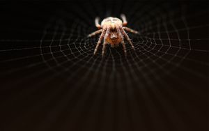 Preview wallpaper spider, web, net, weave, crawl, dark