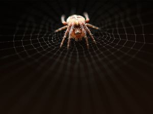 Preview wallpaper spider, web, net, weave, crawl, dark