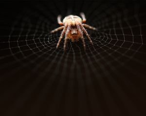 Preview wallpaper spider, web, net, weave, crawl, dark
