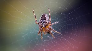 Preview wallpaper spider, web, net, insect