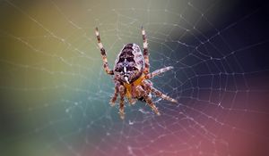 Preview wallpaper spider, web, net, insect