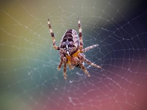 Preview wallpaper spider, web, net, insect