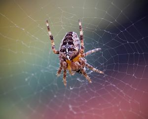 Preview wallpaper spider, web, net, insect