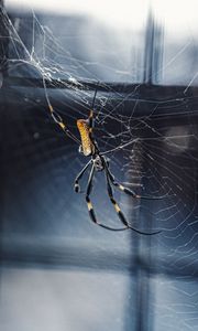 Preview wallpaper spider, web, netting, insect