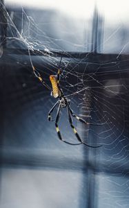 Preview wallpaper spider, web, netting, insect