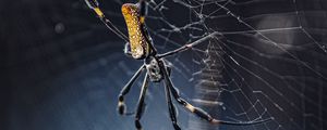 Preview wallpaper spider, web, netting, insect