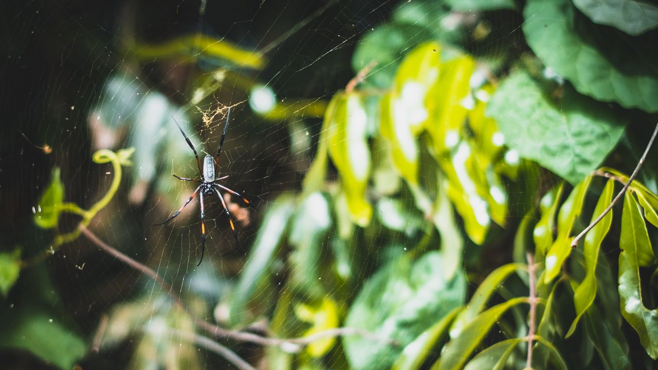 Wallpaper spider, web, plexus