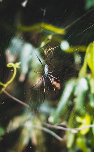 Preview wallpaper spider, web, plexus