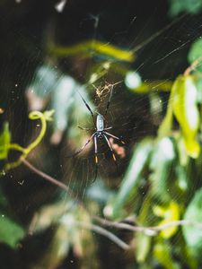Preview wallpaper spider, web, plexus