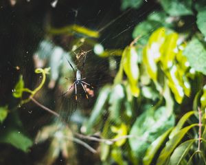 Preview wallpaper spider, web, plexus