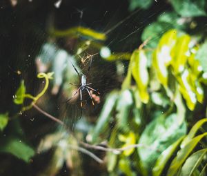Preview wallpaper spider, web, plexus