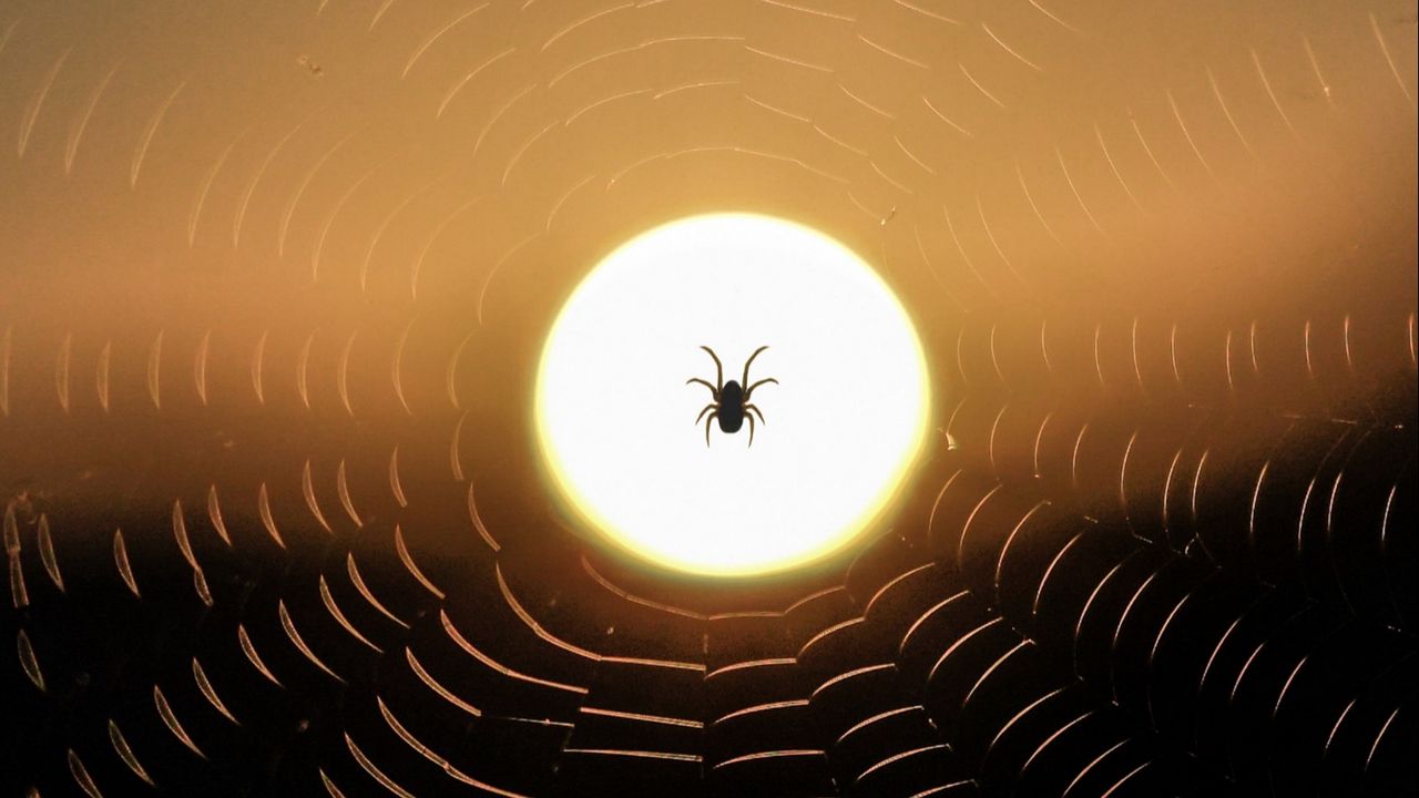 Wallpaper spider, web, sun, sunset, dark