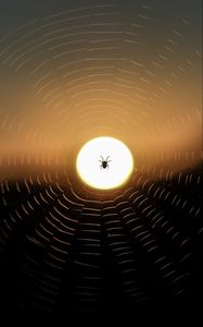 Preview wallpaper spider, web, sun, sunset, dark