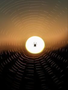 Preview wallpaper spider, web, sun, sunset, dark