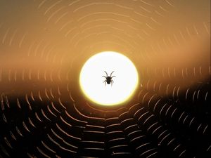 Preview wallpaper spider, web, sun, sunset, dark