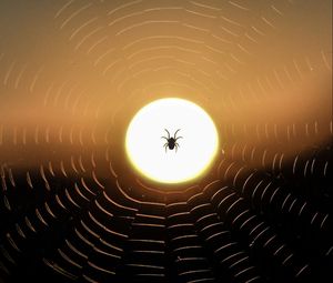 Preview wallpaper spider, web, sun, sunset, dark