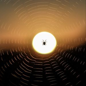 Preview wallpaper spider, web, sun, sunset, dark