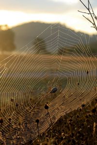 Preview wallpaper spider, web, sun, light, grass, dry, faded