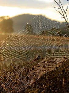 Preview wallpaper spider, web, sun, light, grass, dry, faded