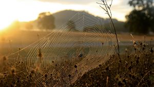 Preview wallpaper spider, web, sun, light, grass, dry, faded