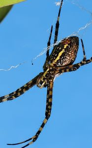 Preview wallpaper spider, web, thorns