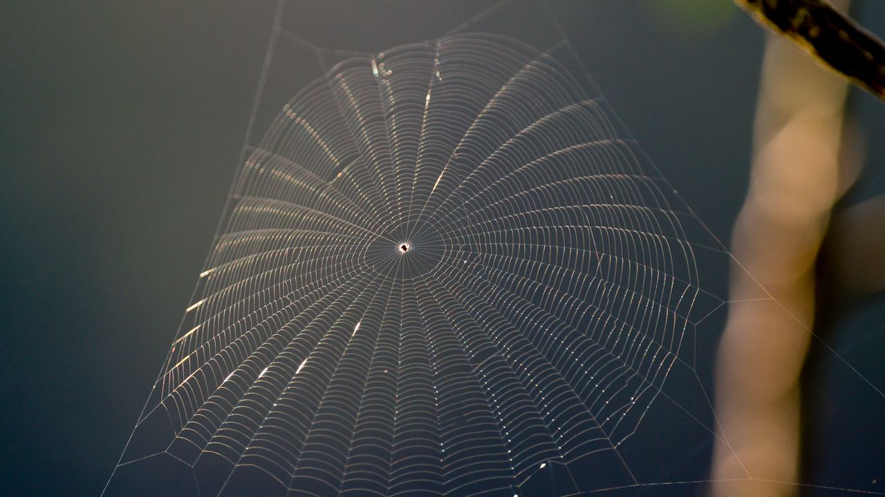 Wallpaper spider web, threads, macro, blur