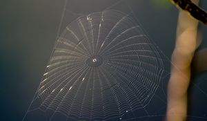 Preview wallpaper spider web, threads, macro, blur