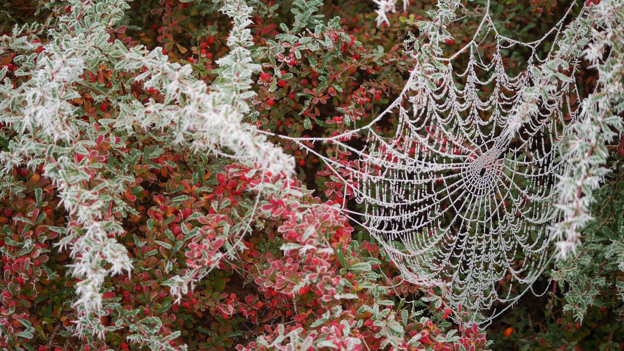 Wallpaper spider web, tree, branch, hoarfrost