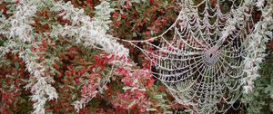 Preview wallpaper spider web, tree, branch, hoarfrost