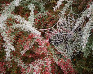 Preview wallpaper spider web, tree, branch, hoarfrost