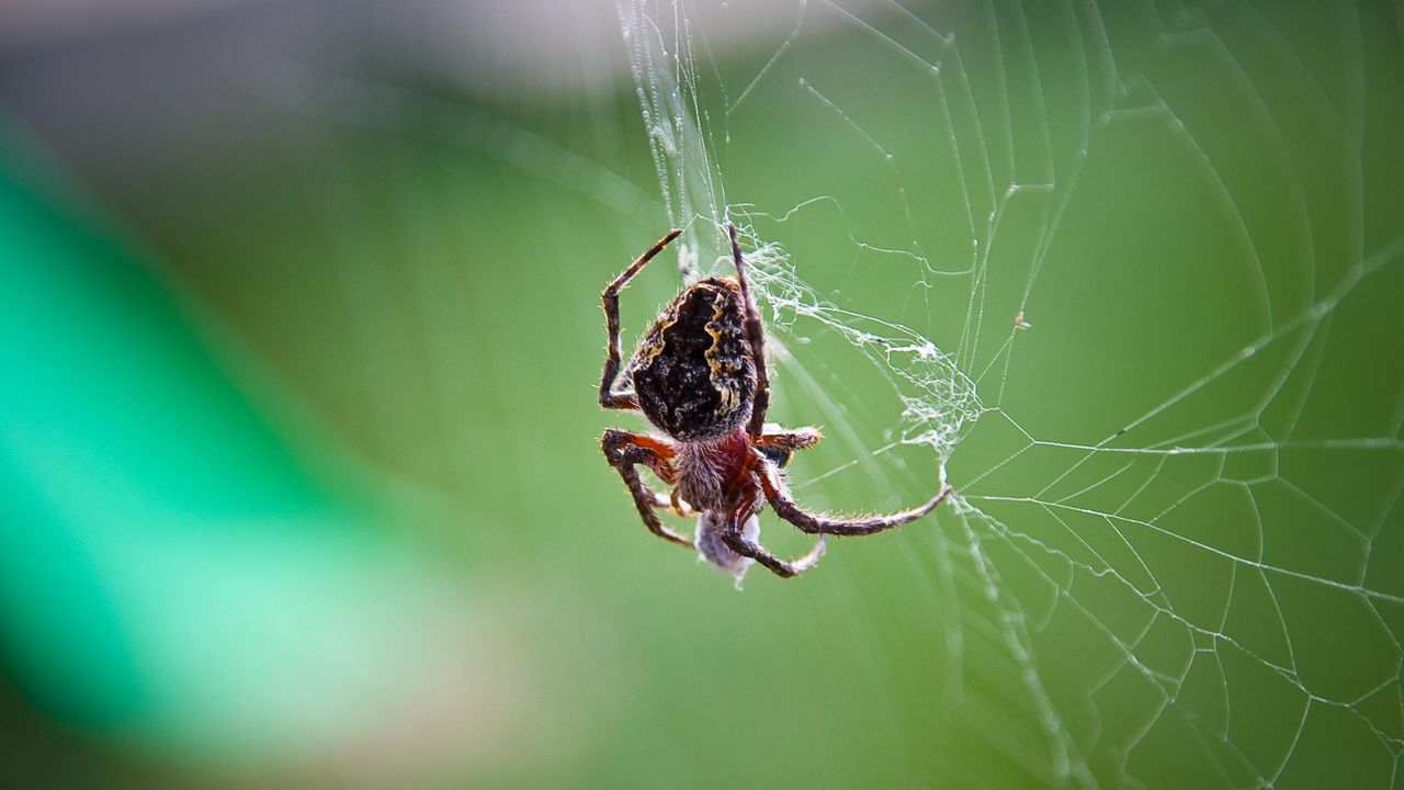 Wallpaper spider, web, weaving