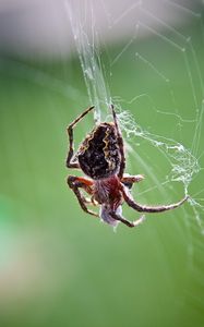 Preview wallpaper spider, web, weaving