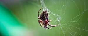 Preview wallpaper spider, web, weaving