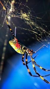 Preview wallpaper spider, web, weaving