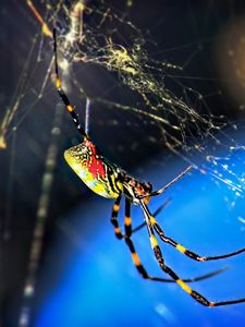 Preview wallpaper spider, web, weaving