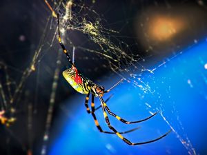 Preview wallpaper spider, web, weaving