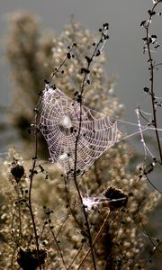 Preview wallpaper spiderweb, blur, branches, plant