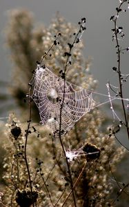 Preview wallpaper spiderweb, blur, branches, plant